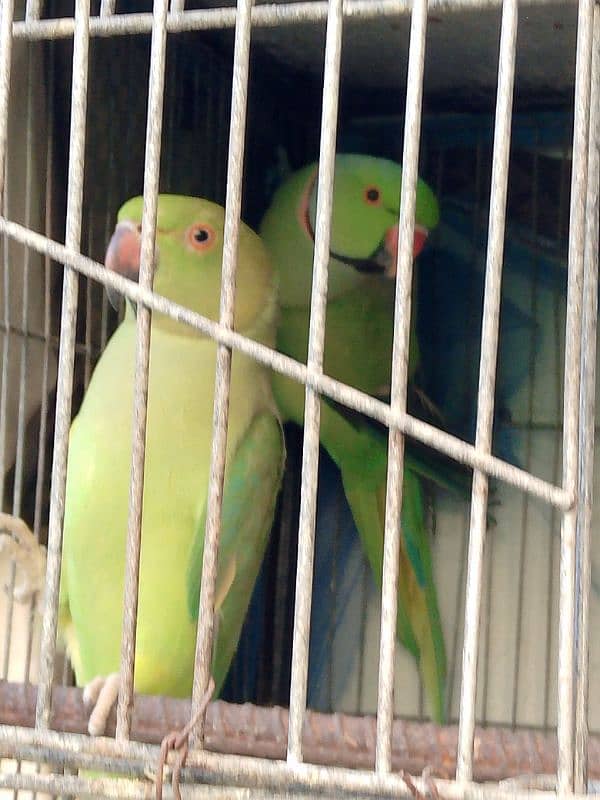 Breeding Pair Urgent sale 3