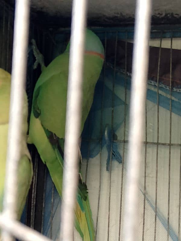 Breeding Pair Urgent sale 5