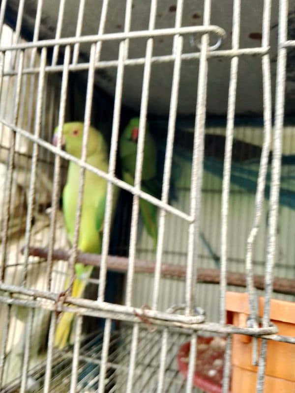 Breeding Pair Urgent sale 7