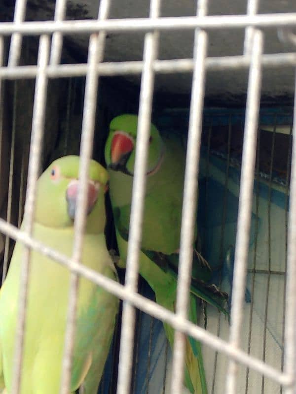 Breeding Pair Urgent sale 8