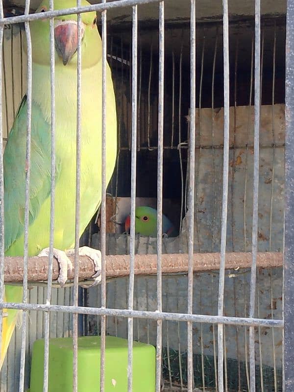 Breeding Pair Urgent sale 11