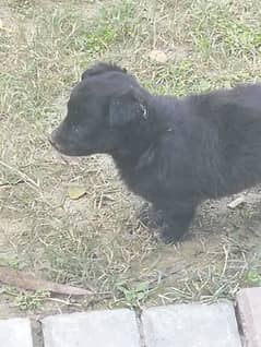 mixed breed male puppies