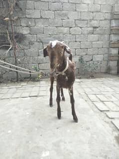 makhi cheni patha for sale age 6 month very healthy and active