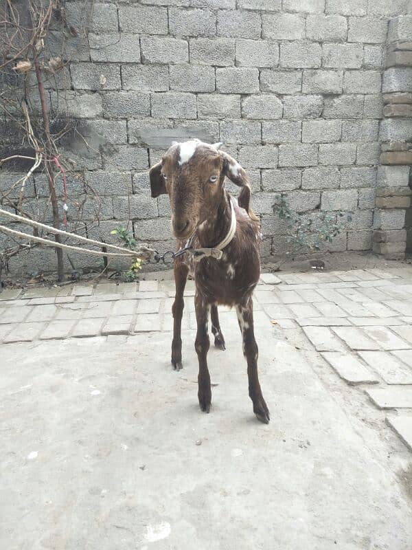 makhi cheni patha for sale age 6 month very healthy and active 0