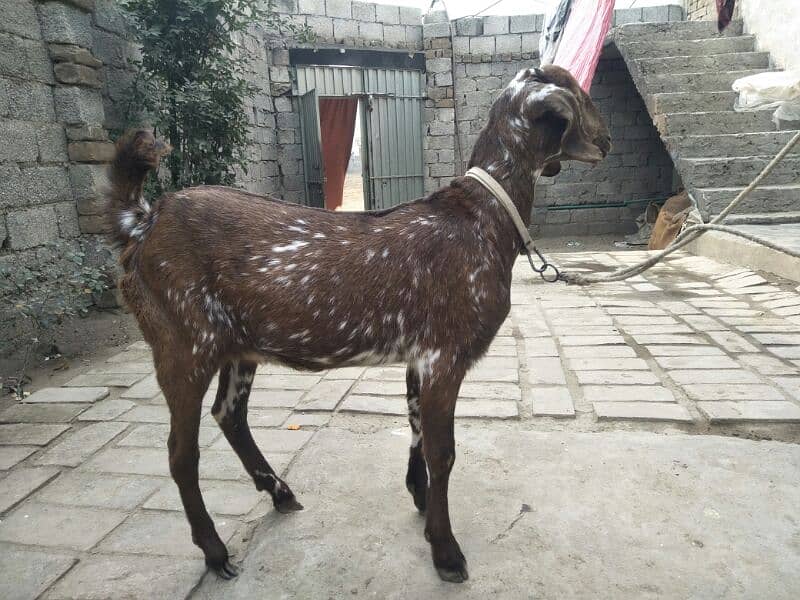 makhi cheni patha for sale age 6 month very healthy and active 1