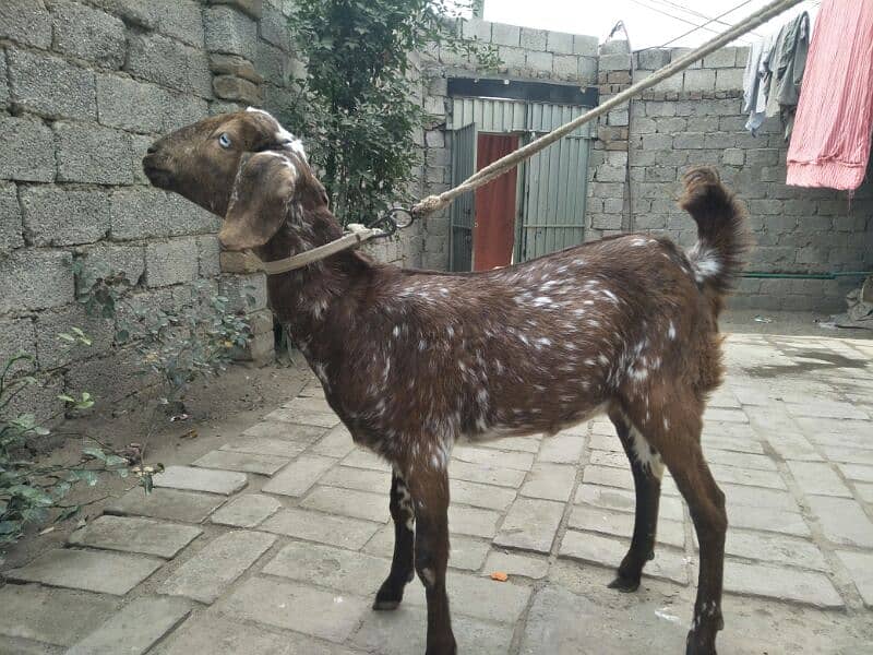 makhi cheni patha for sale age 6 month very healthy and active 3