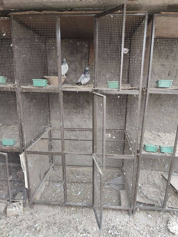 Pigeon cages ( pinjry ) 1