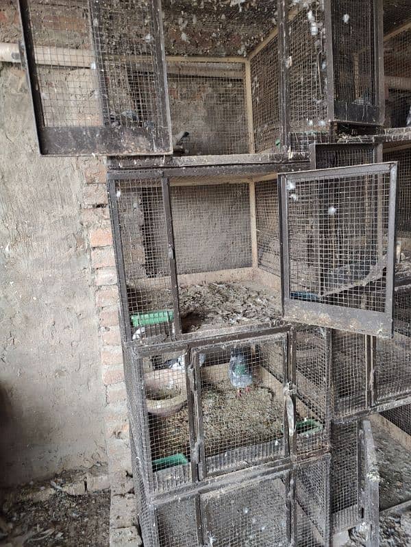 Pigeon cages ( pinjry ) 3