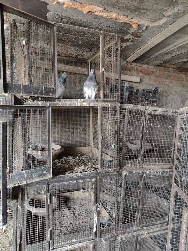 Pigeon cages ( pinjry ) 4