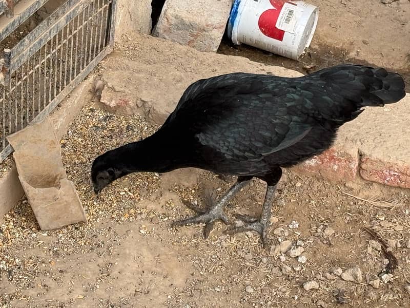 Ayam cemani 2 hens Age 1 year price final 0