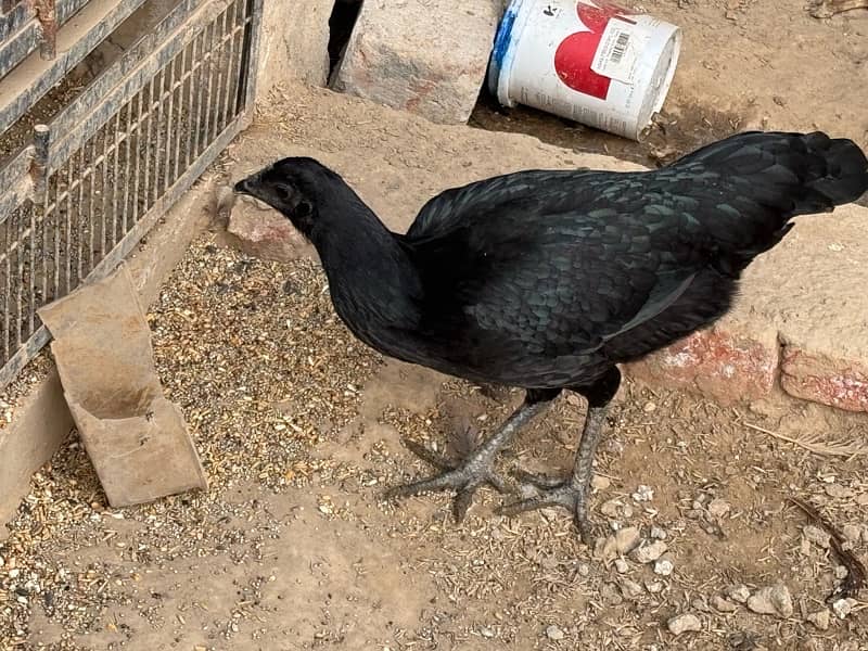 Ayam cemani 2 hens Age 1 year price final 1