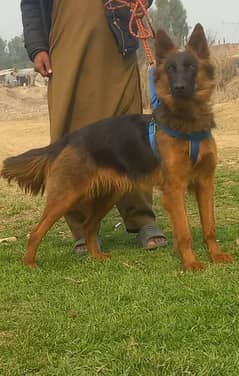 German Shepherd double coat age 8 month for sale