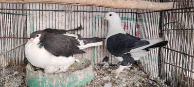 pigeon