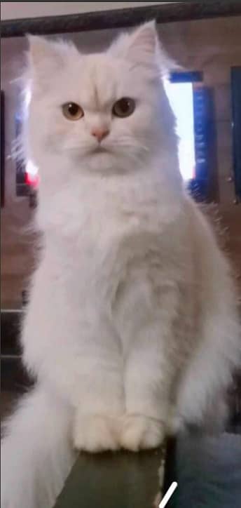 persian cat in white color 0