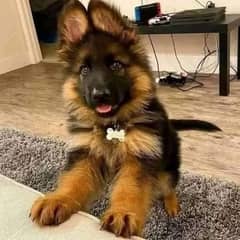 German shepherd puppies Double Coat My WhatsApp number 03001868066