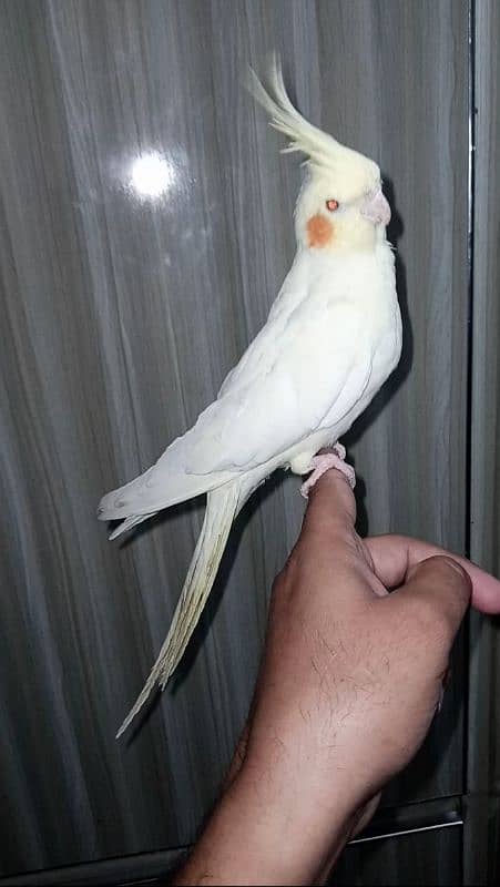 Handtamed red eyes common white cargo possible 03161510578 0