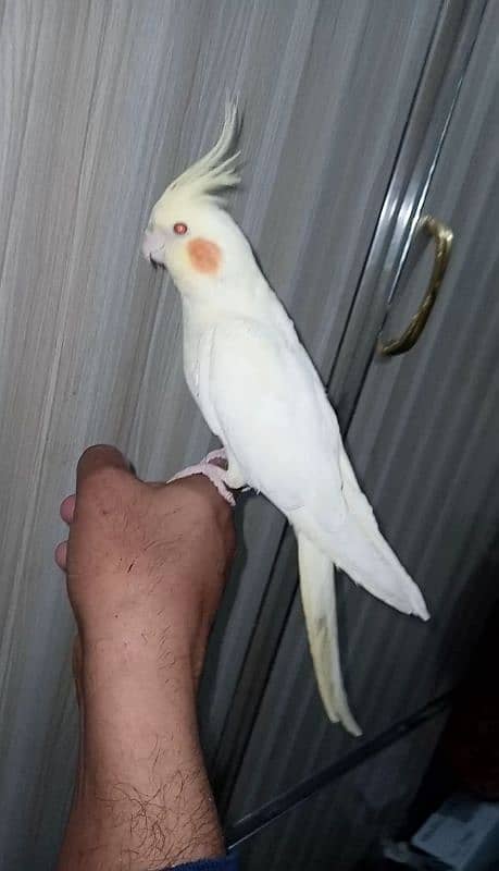 Handtamed red eyes common white cargo possible 03161510578 1