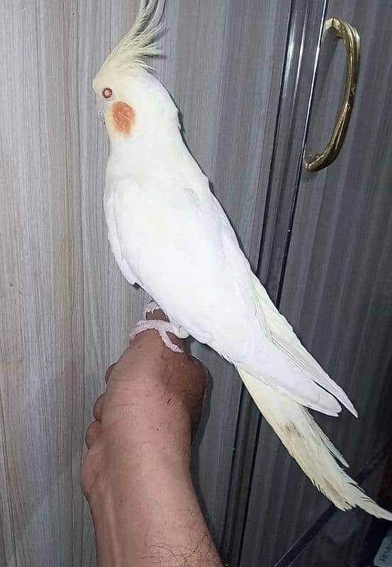 Handtamed red eyes common white cargo possible 03161510578 2