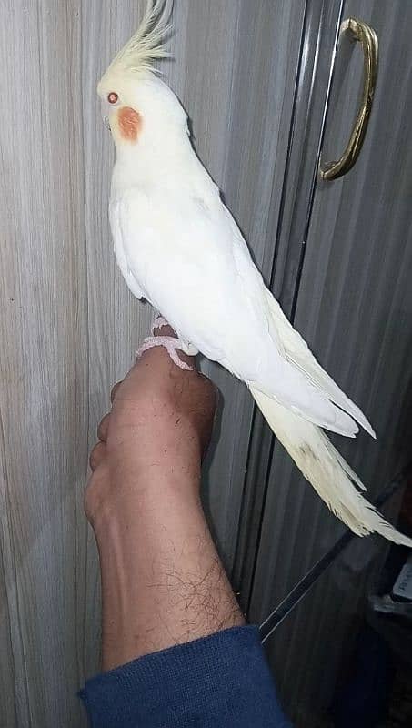 Handtamed red eyes common white cargo possible 03161510578 3