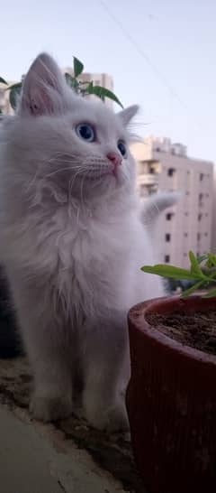 Persian kitten