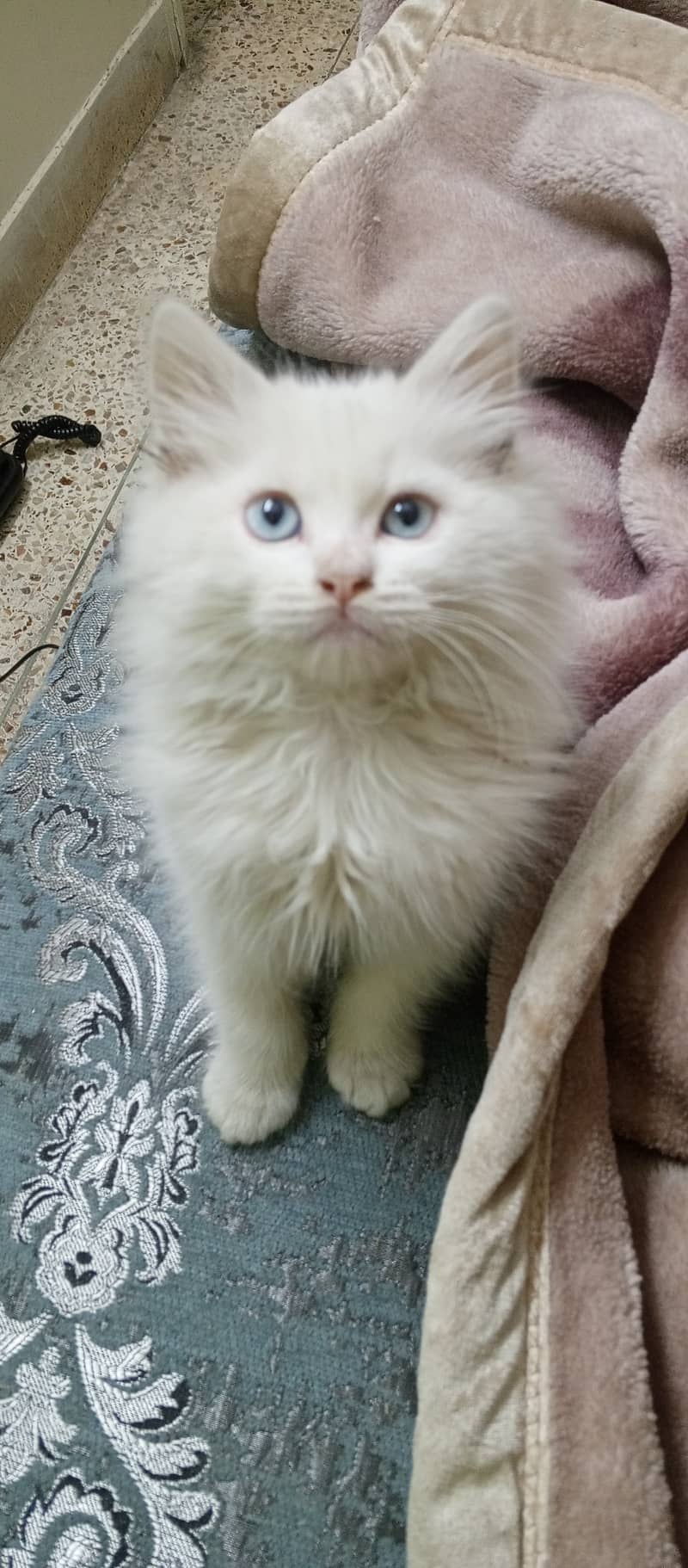 Persian kitten 2