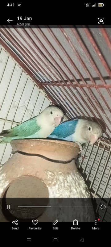 love birds 0