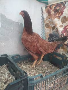 Golden Misri & desi egg laying hens