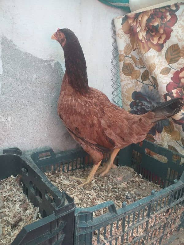 Golden Misri & desi egg laying hens 0