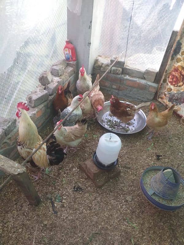 Golden Misri & desi egg laying hens 4