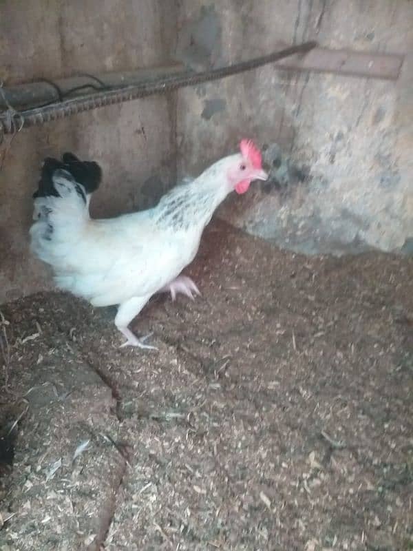 Golden Misri & desi egg laying hens 5