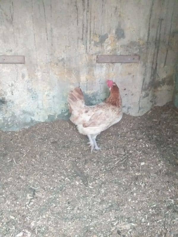 Golden Misri & desi egg laying hens 6