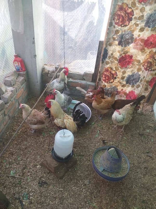 Golden Misri & desi egg laying hens 7