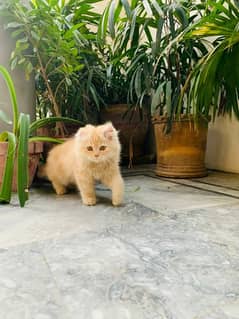 A cute pure persian breed light brown gold color kitten available