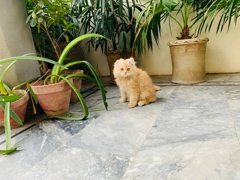 A cute pure persian breed light brown gold color kitten available 2