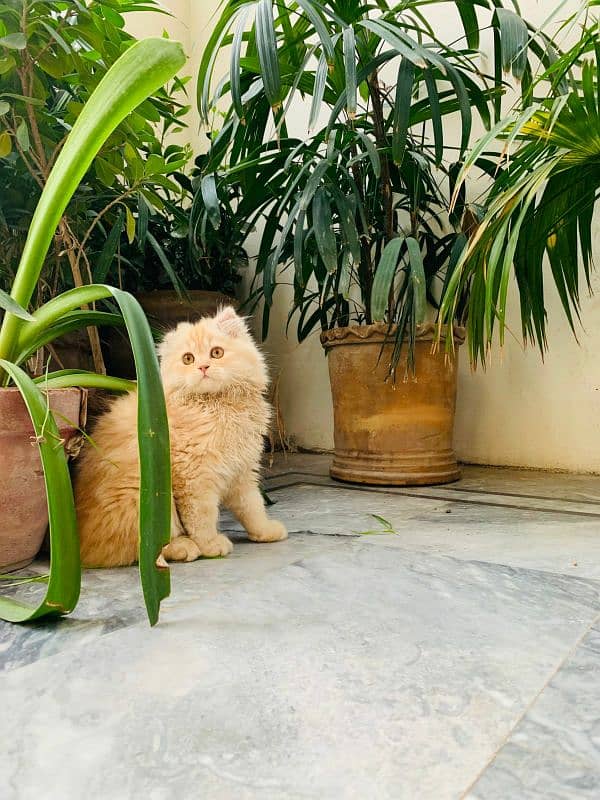 A cute pure persian breed light brown gold color kitten available 3