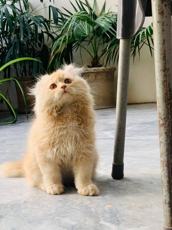 A cute pure persian breed light brown gold color kitten available 7