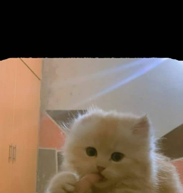 A cute pure persian breed light brown gold color kitten available 8