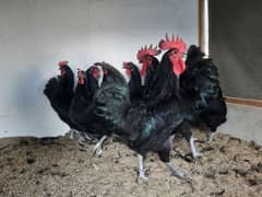 Australorp chicks available