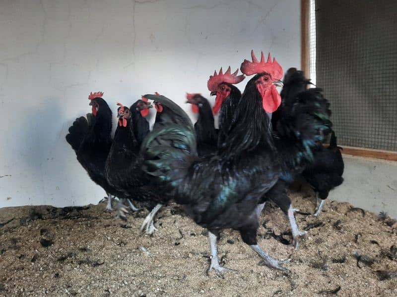 Australorp chicks available 0