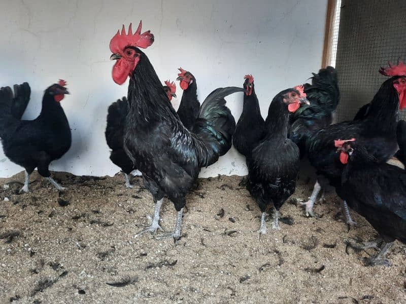 Australorp chicks available 1