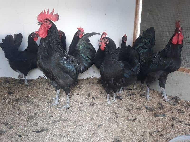 Australorp chicks available 2