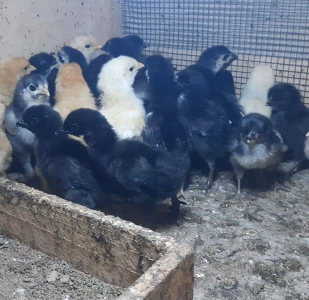 Australorp chicks available 3