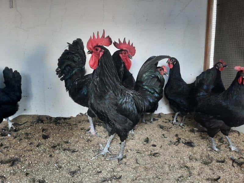 Australorp chicks available 5