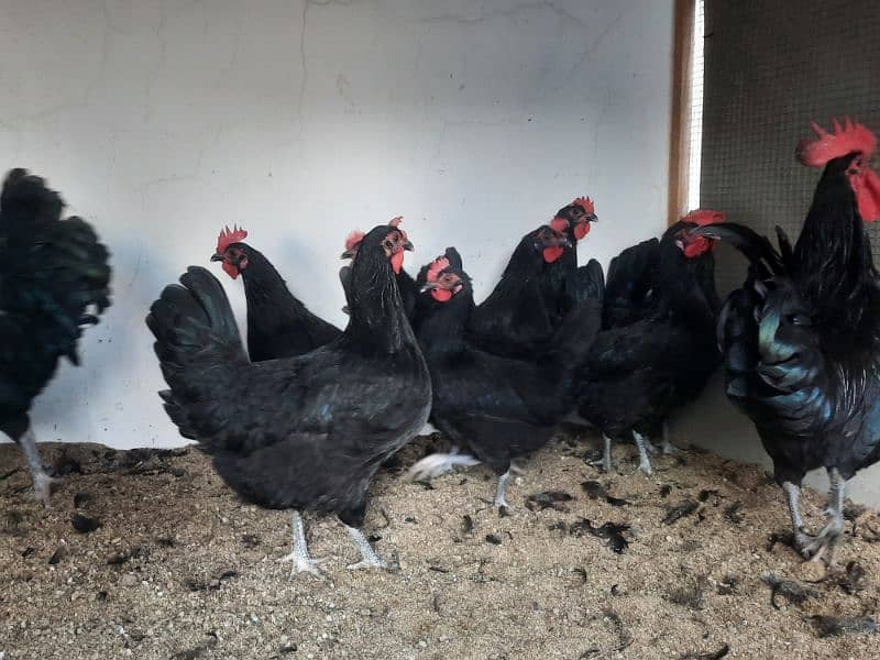 Australorp chicks available 6