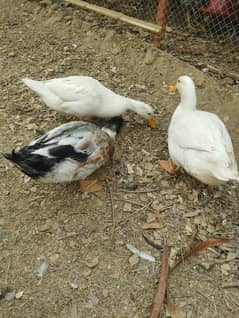 Ducks 2 Male & 1 Female