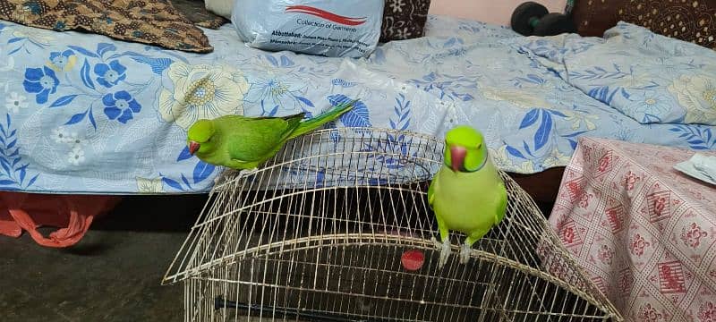 Ring Neck talking & hand tamed pair for sale 2