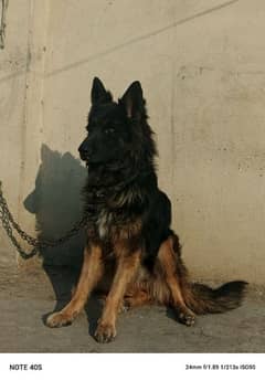 Belgium shepherd