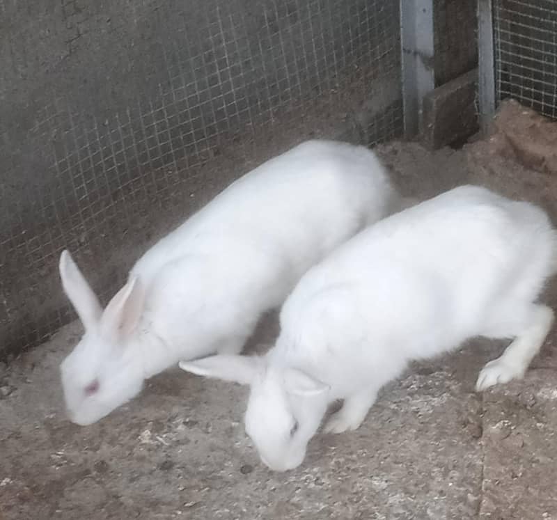 I want to sale my red eyes rabbit pair age not know  ' demand 1600 1