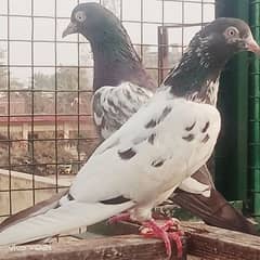 Pigeon Teddy Pair available for sale saaf aankh man 0308-5000940