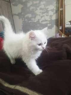 persian kitten triple coated